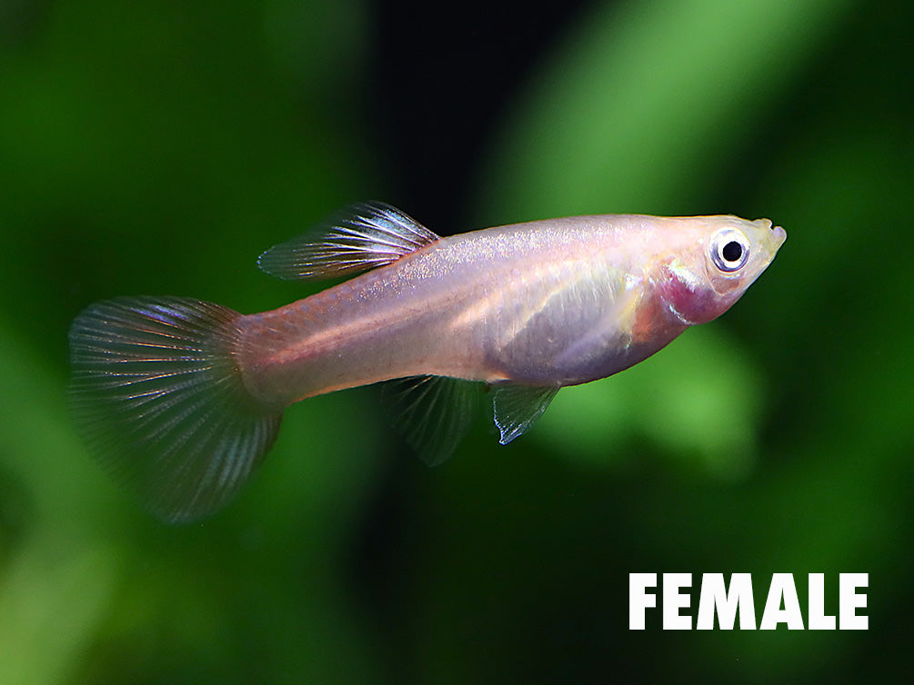 Blonde Red Lace Double Sword Guppy (Poecilia reticulata) - Tank Bred