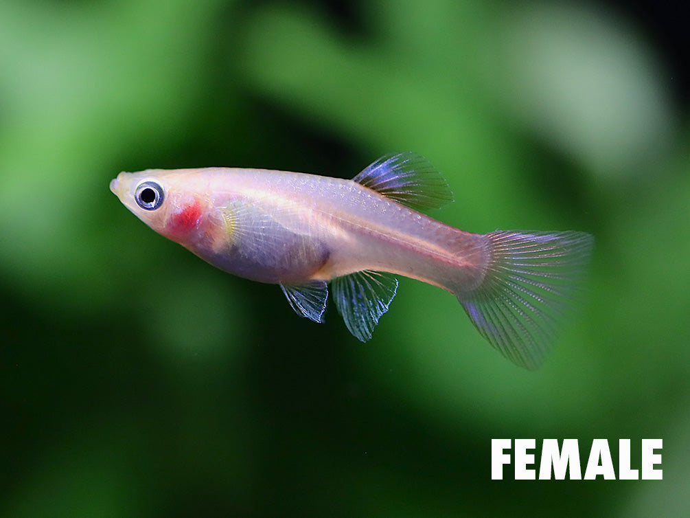 Blonde Red Lace Double Sword Guppy (Poecilia reticulata) - Tank Bred