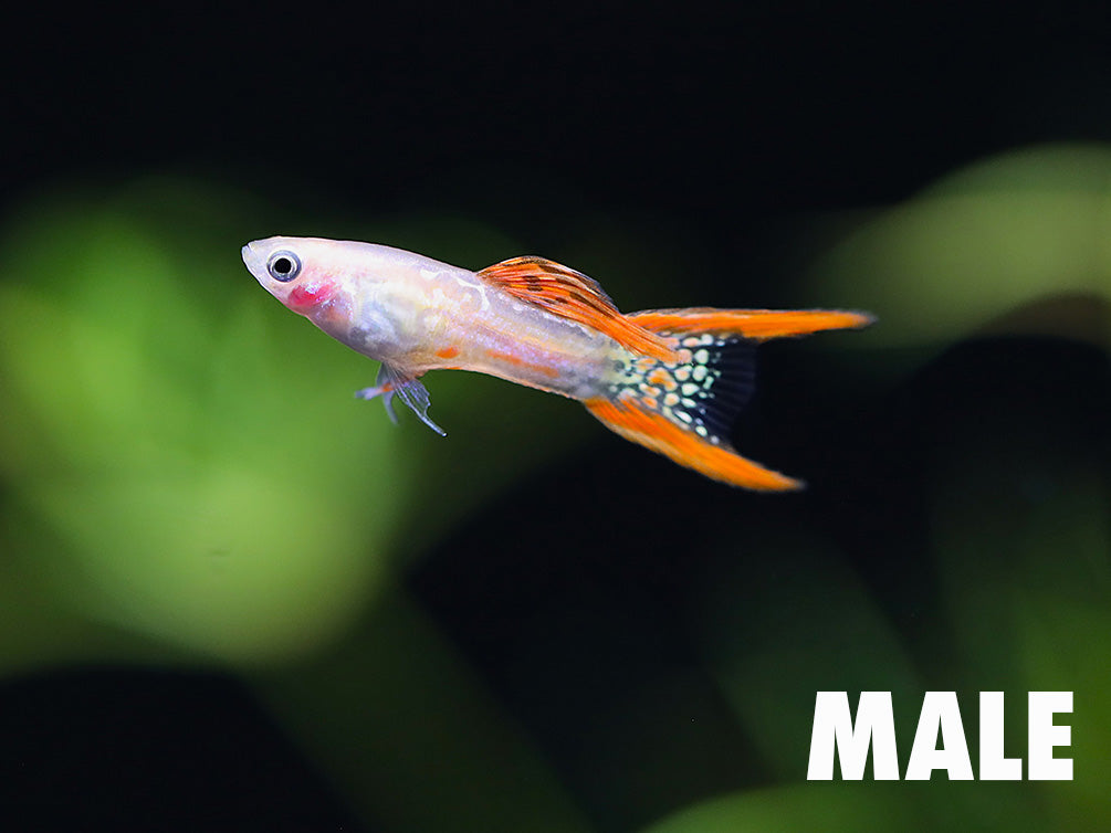 Blonde Red Lace Double Sword Guppy (Poecilia reticulata) - Tank Bred