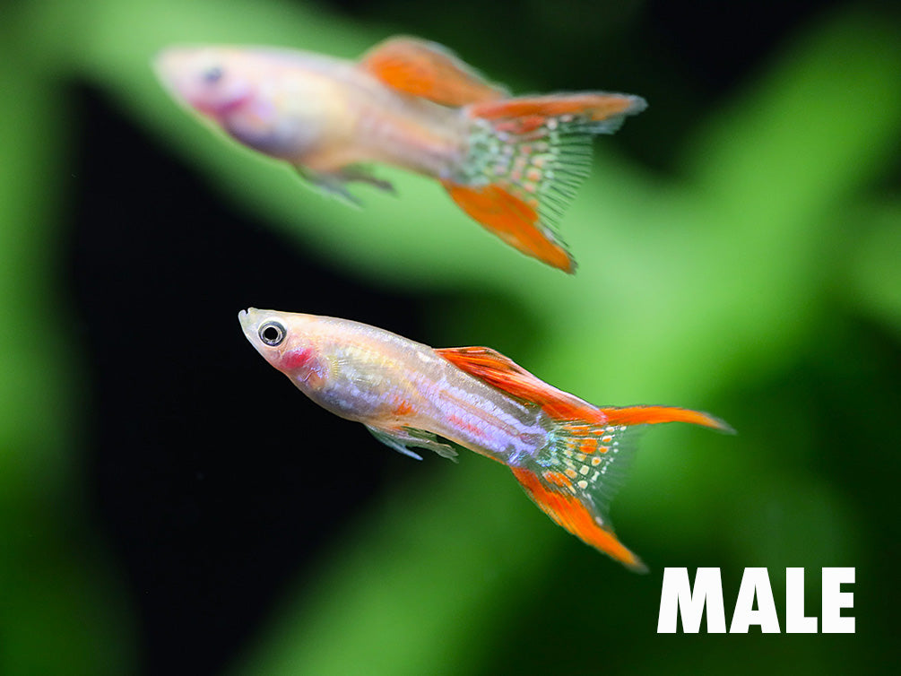 Blonde Red Lace Double Sword Guppy (Poecilia reticulata) - Tank Bred