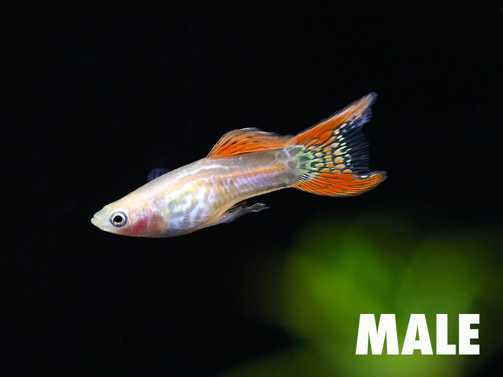 Blonde Red Lace Double Sword Guppy (Poecilia reticulata) - Tank Bred