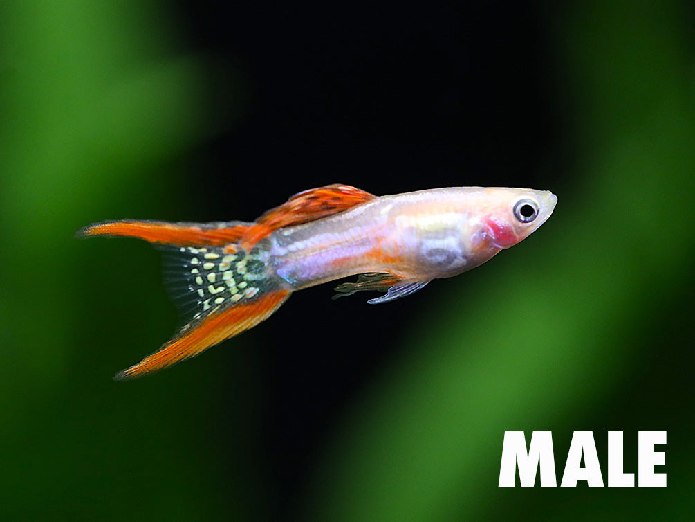 Blonde Red Lace Double Sword Guppy (Poecilia reticulata) - Tank Bred