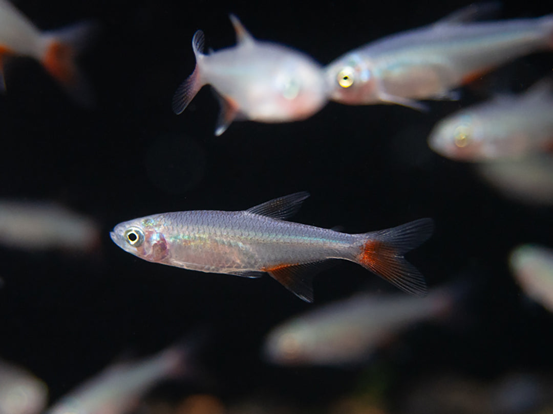Bloodfin Tetra (Aphyocharax anisitsi) - Tank-Bred!
