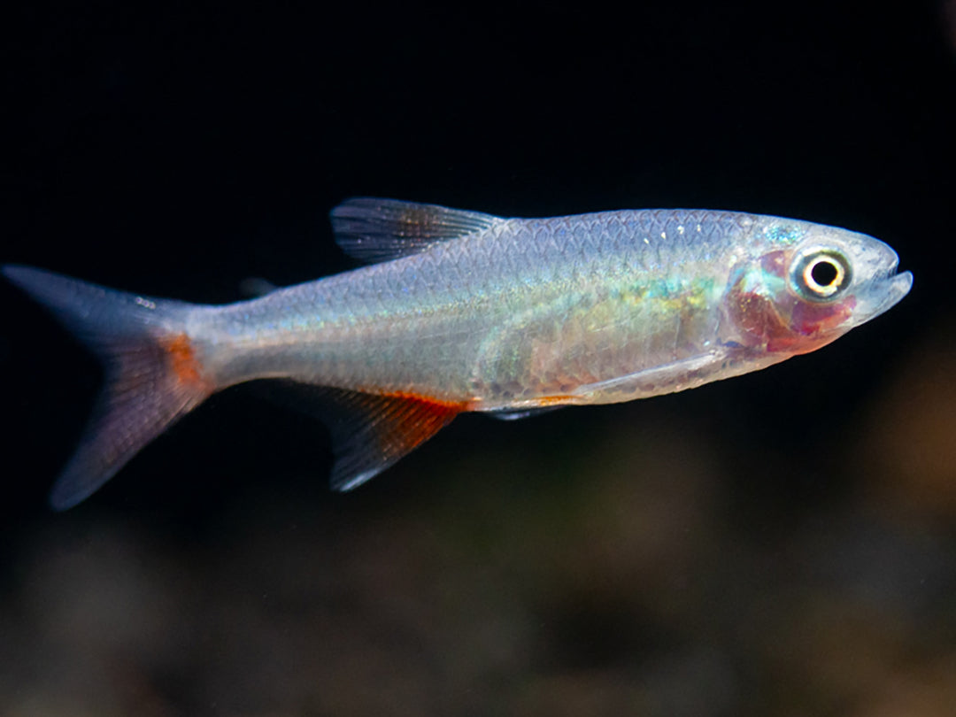 Bloodfin Tetra (Aphyocharax anisitsi) - Tank-Bred!