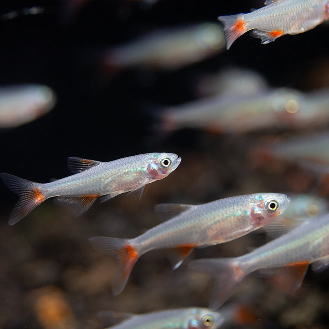 Bloodfin Tetra (Aphyocharax anisitsi) - Tank-Bred!