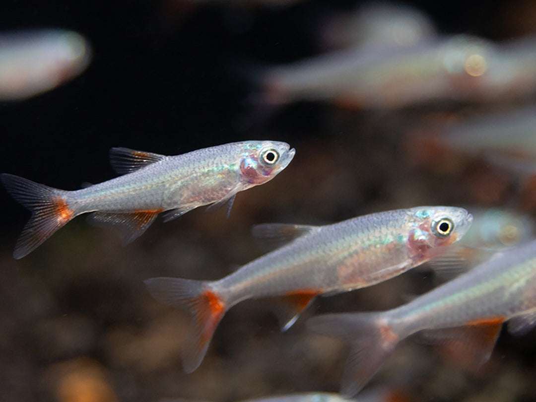 Bloodfin Tetra (Aphyocharax anisitsi) - Tank-Bred!