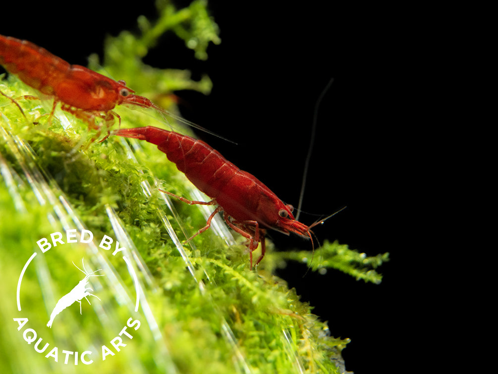 Bred By Aquatic Arts Neocaridina Shrimp - 5 Pack BOGO | Premium Freshwater Shrimp