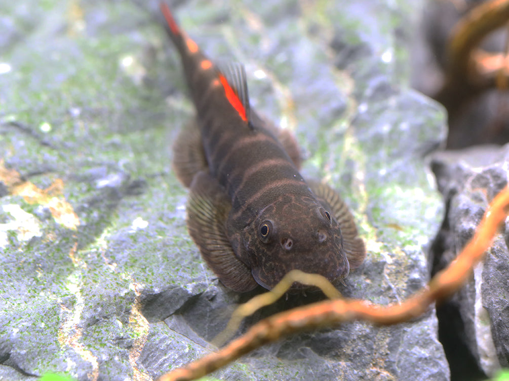 Bloody Mary Hillstream Loach (Gastromyzon sp. ‘Bloody Mary’)