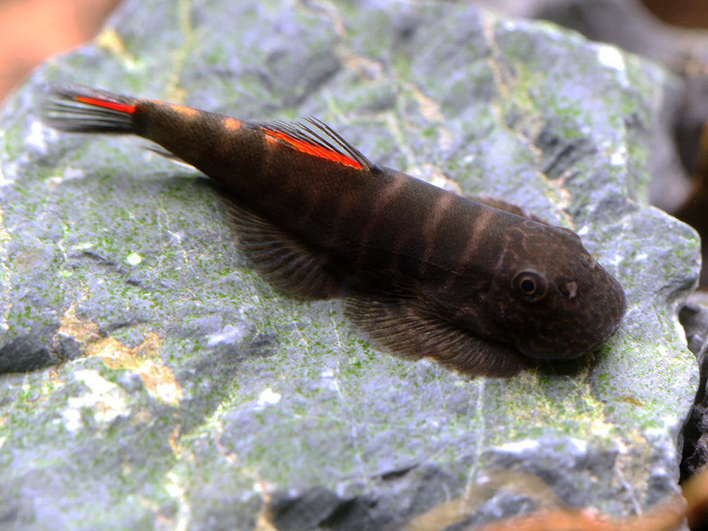 Bloody Mary Hillstream Loach (Gastromyzon sp. ‘Bloody Mary’)