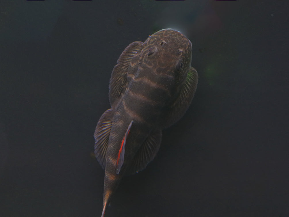 Bloody Mary Hillstream Loach (Gastromyzon sp. ‘Bloody Mary’)