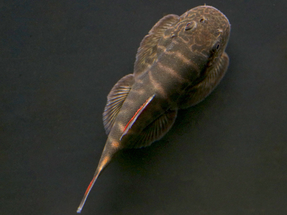 Bloody Mary Hillstream Loach (Gastromyzon sp. ‘Bloody Mary’)