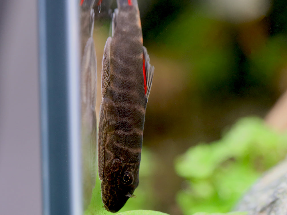 Bloody Mary Hillstream Loach (Gastromyzon sp. ‘Bloody Mary’)