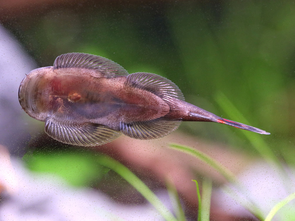 Bloody Mary Hillstream Loach (Gastromyzon sp. ‘Bloody Mary’)