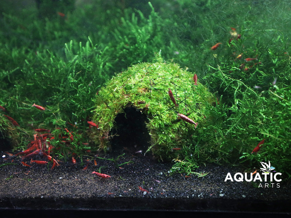水草 BUCEPHALANDRA for abcd2025 Bucephalandra Green Skeleton King / Green Achilles — Buce Plant
