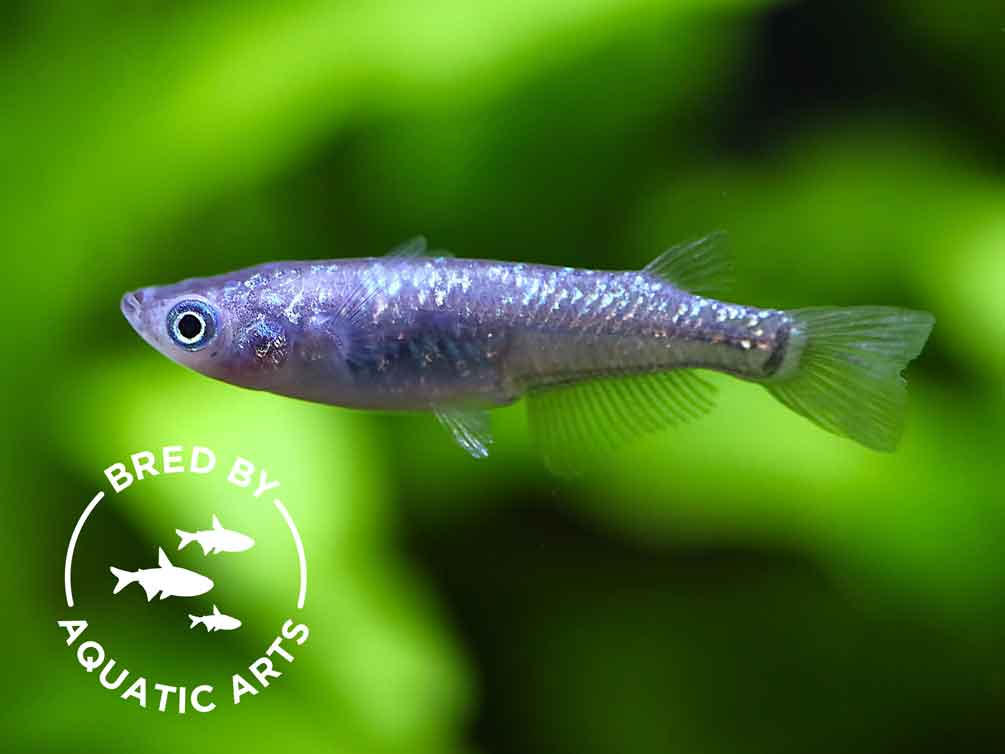 Blue Amber Lamé Medaka Ricefish (Oryzias latipes) – Bred by Aquatic Arts™