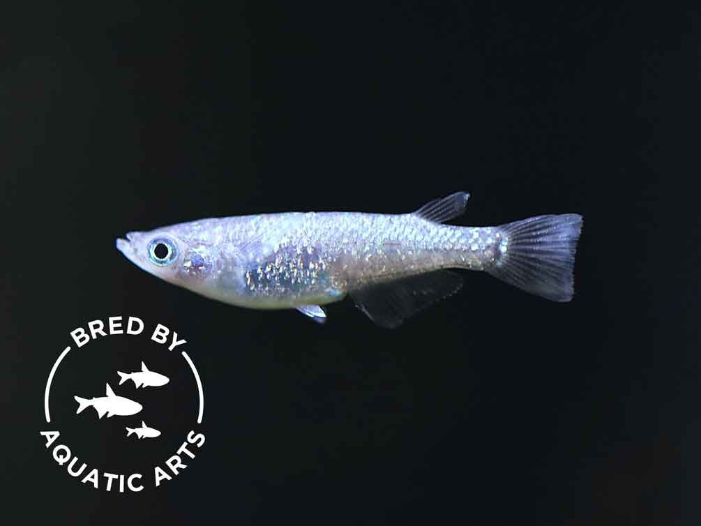 Blue Amber Lamé Medaka Ricefish (Oryzias latipes) – Bred by Aquatic Arts™