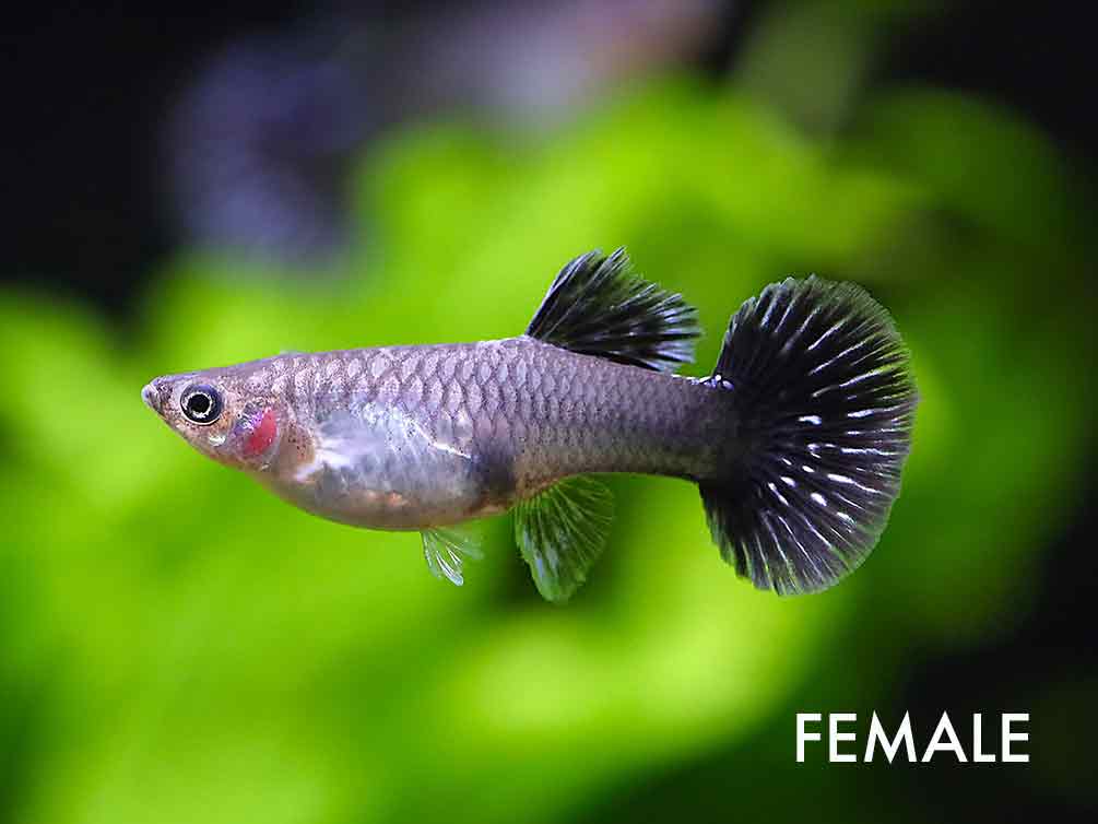 Blue Mosaic Guppy (Poecilia reticulata) – Tank Bred
