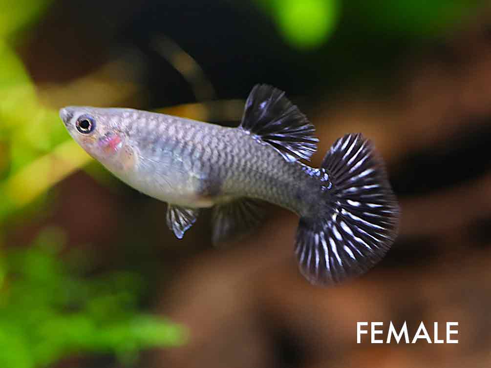 Blue Mosaic Guppy (Poecilia reticulata) – Tank Bred
