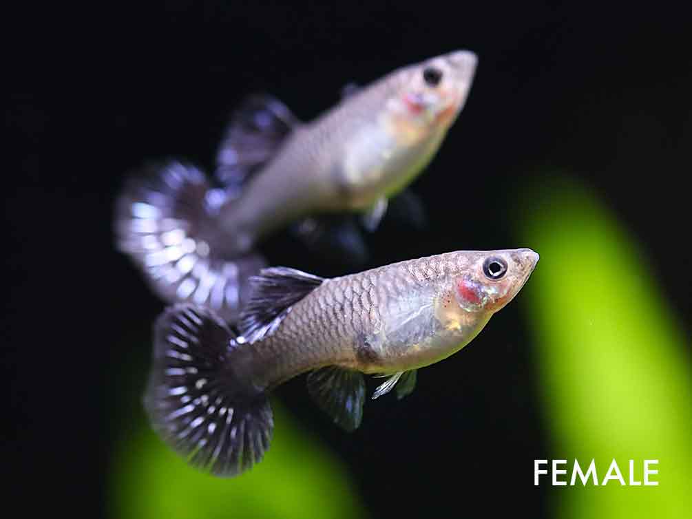 Blue Mosaic Guppy (Poecilia reticulata) – Tank Bred