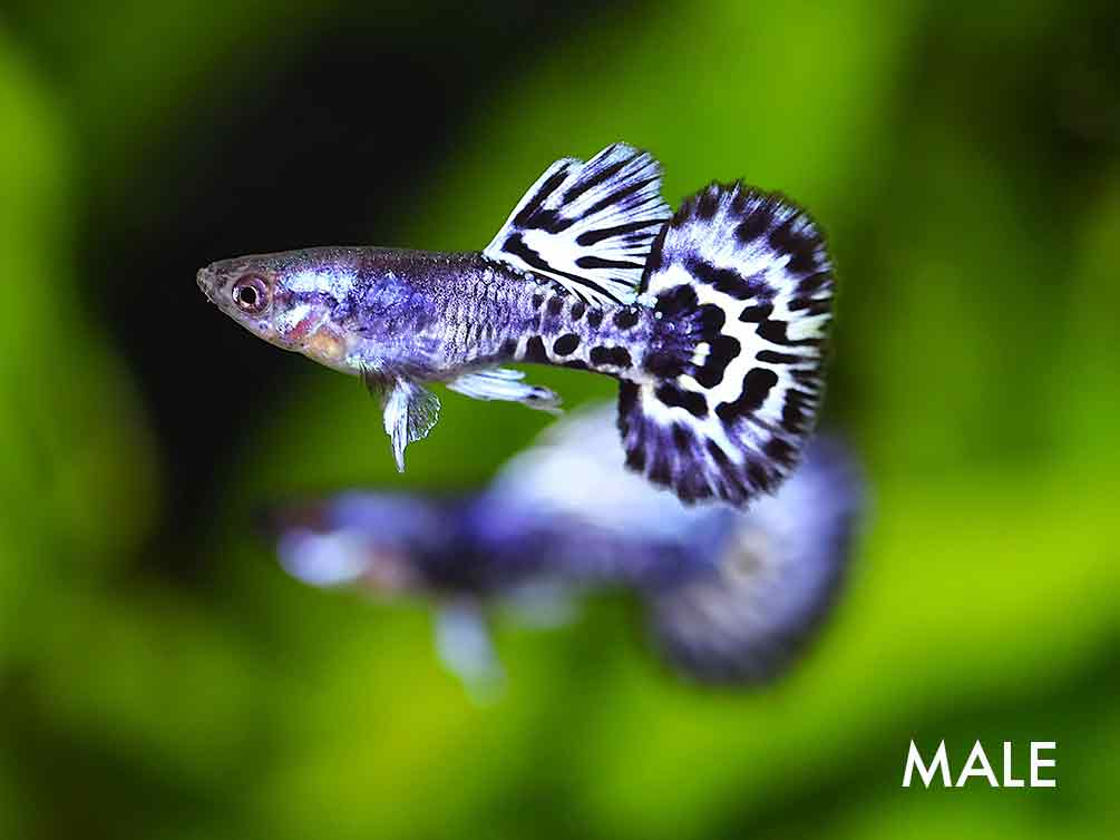 Blue Mosaic Guppy (Poecilia reticulata) – Tank Bred