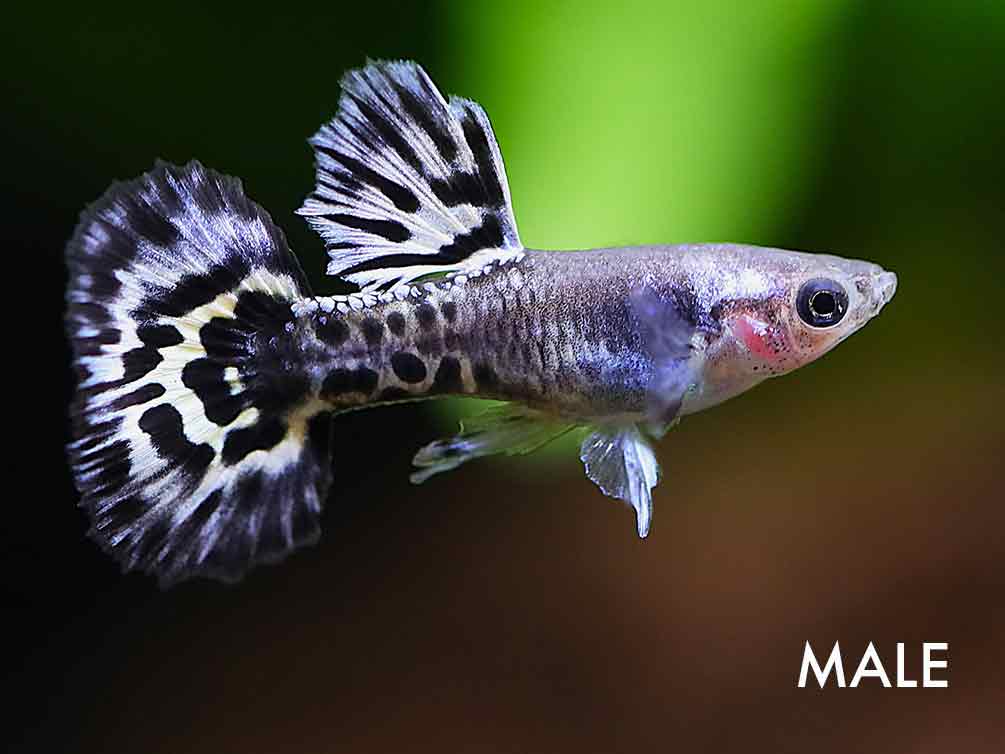 Blue Mosaic Guppy (Poecilia reticulata) – Tank Bred