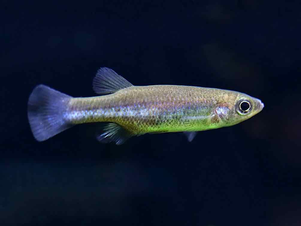 Blue Tail Goodeid (Ataeniobius toweri)