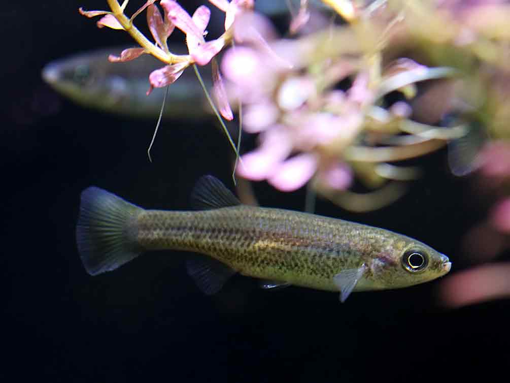 Blue Tail Goodeid (Ataeniobius toweri)