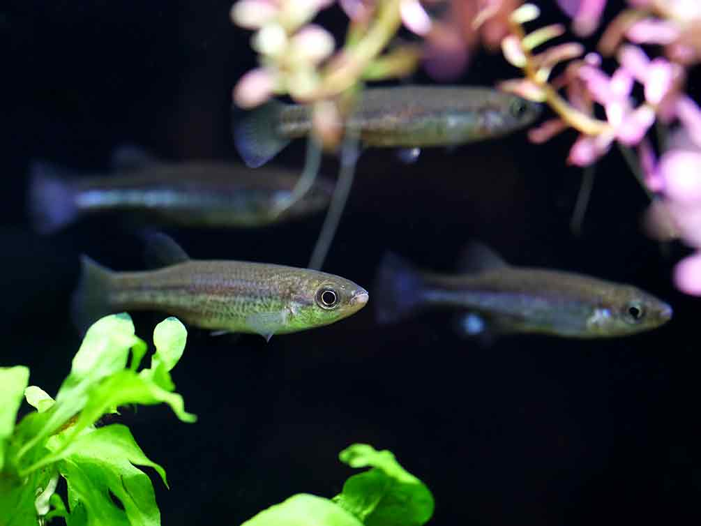 Blue Tail Goodeid (Ataeniobius toweri)