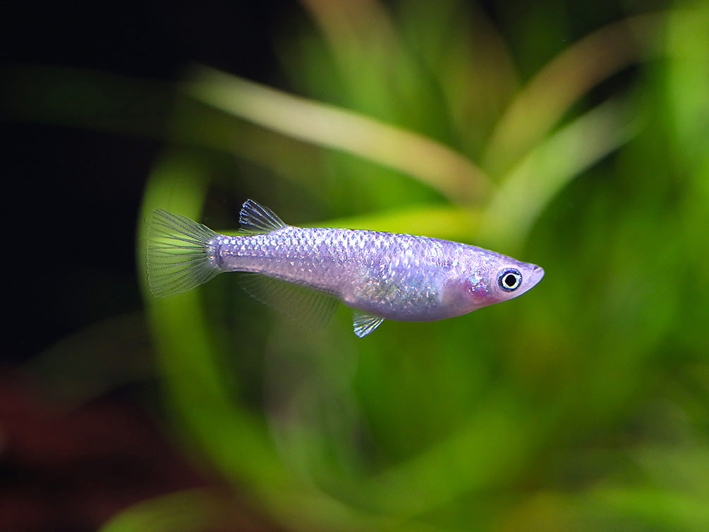 Blue Amber Lamé Medaka Ricefish (Oryzias latipes) - Tank Bred