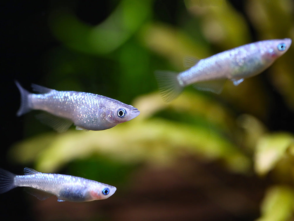 Lame Rice Fish Blue Amber Lamé Medaka Ricefish (Oryzias latipes) - Tank Bred – Aquatic ...