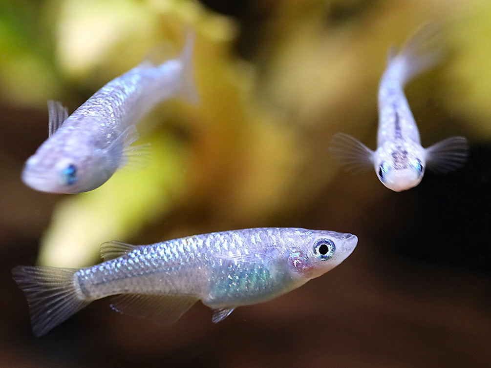 Blue Amber Lamé Medaka Ricefish (Oryzias latipes) - Tank Bred