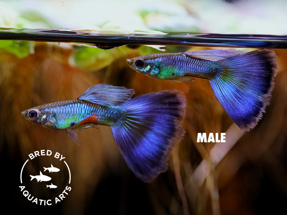 Blue Coral Guppy (Poecilia reticulata), BREDBY: Aquatic Arts