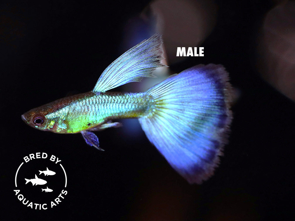 Blue Coral Guppy (Poecilia reticulata), BREDBY: Aquatic Arts