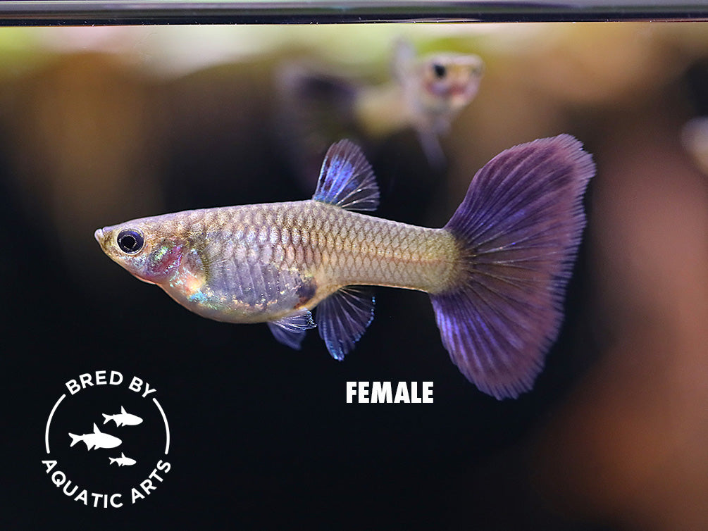 Blue Coral Guppy (Poecilia reticulata), BREDBY: Aquatic Arts