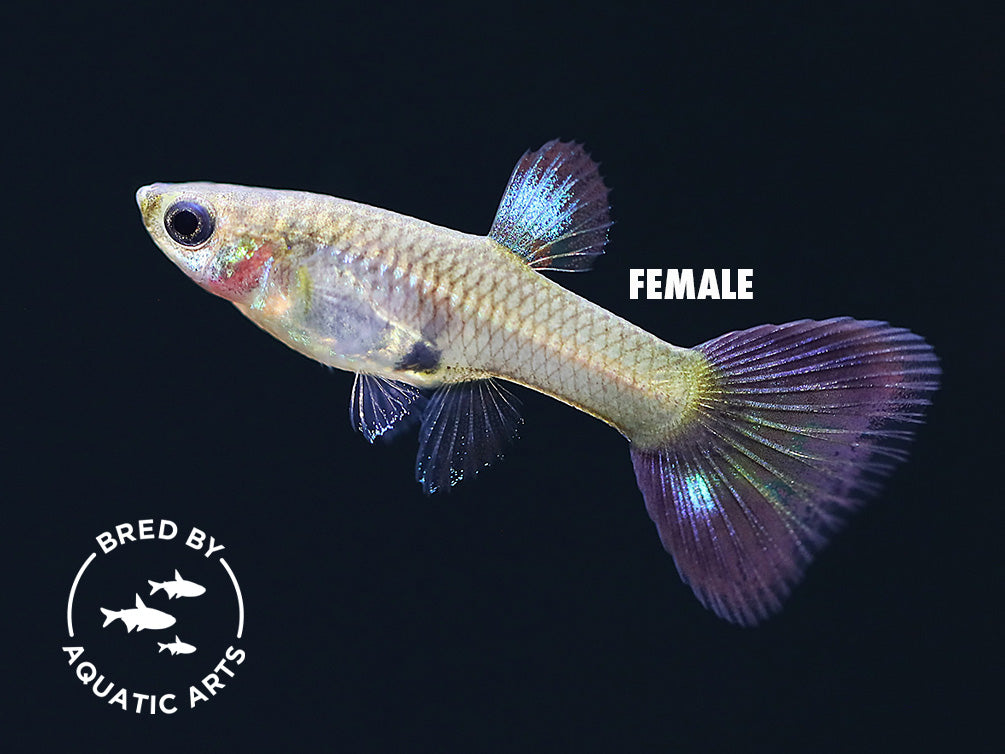 Blue Coral Guppy (Poecilia reticulata), BREDBY: Aquatic Arts