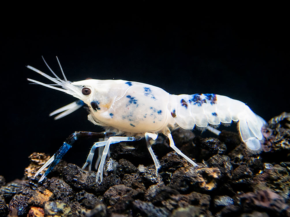 Blue Dragon Crayfish (Procambarus clarkii “Blue Dragon"), Tank-Bred