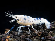 Blue Dragon Crayfish Breeder Combo Box