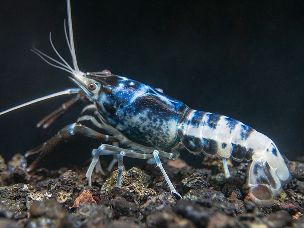 Blue Dragon Crayfish (Procambarus clarkii “Blue Dragon"), Tank-Bred