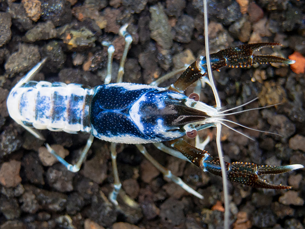 Blue Dragon Crayfish (Procambarus clarkii “Blue Dragon"), Tank-Bred