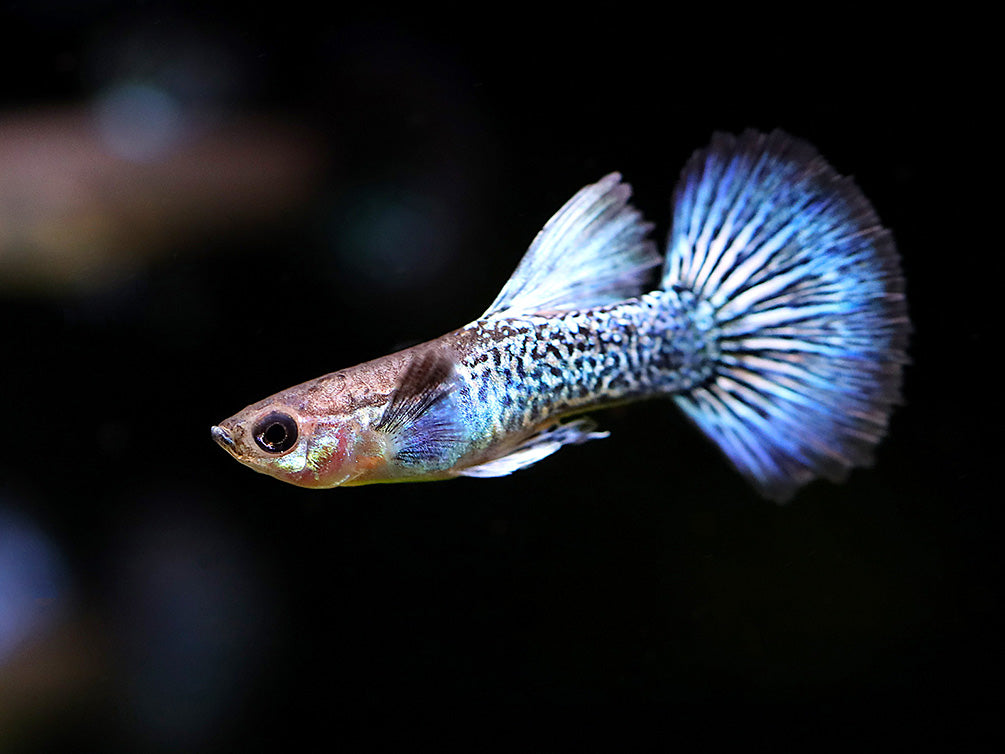 Blue Dragon Guppy (Poecilia reticulata) – Tank Bred – Aquatic Arts