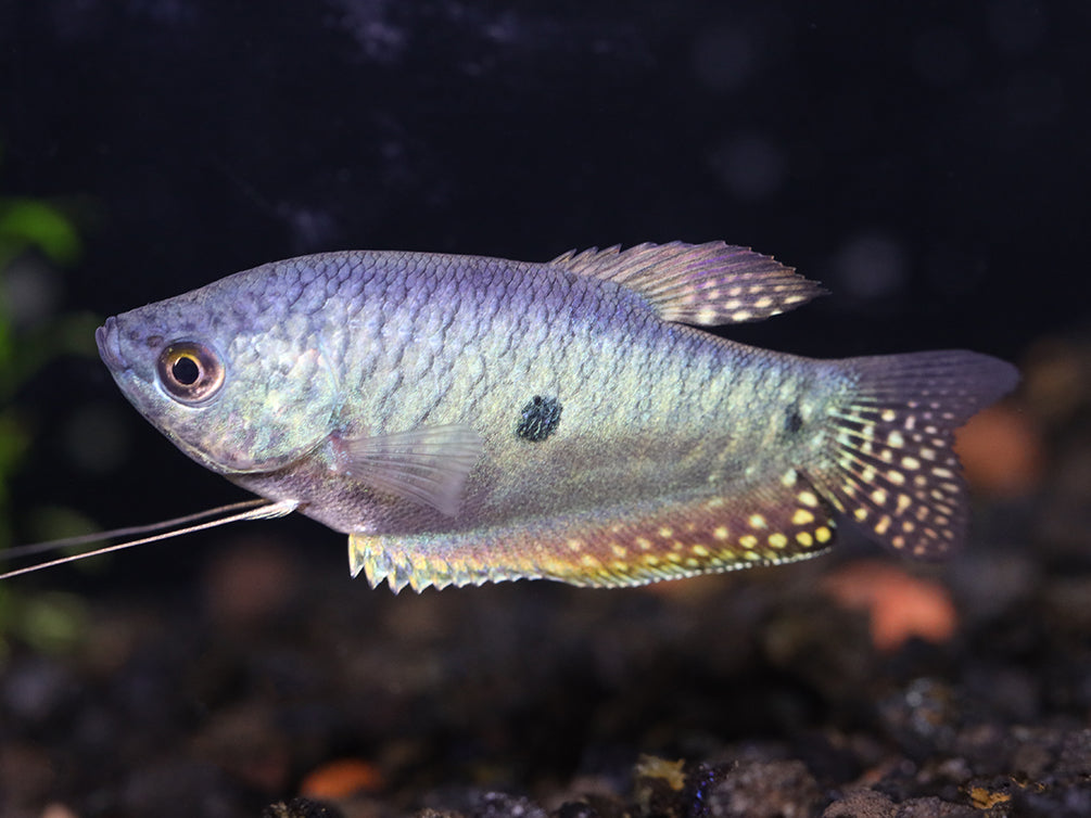 Blue Gourami (Trichopodus trichopterus) - Tank Bred