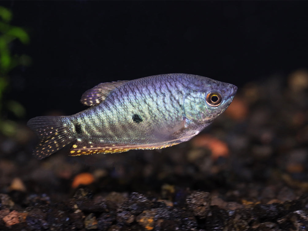 Blue Gourami (Trichopodus trichopterus) - Tank Bred