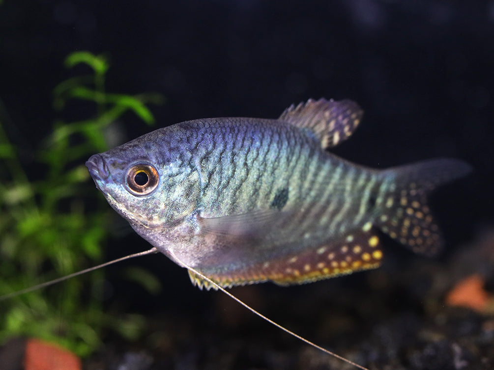 Blue Gourami (Trichopodus trichopterus) - Tank Bred