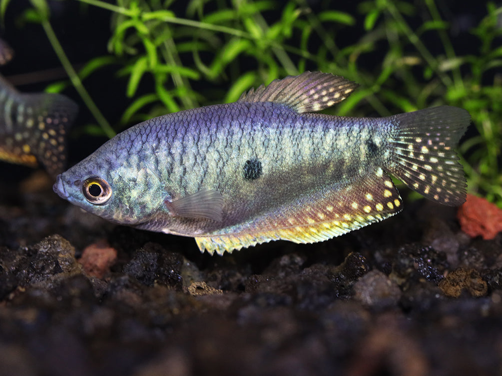 Blue Gourami (Trichopodus trichopterus) - Tank Bred