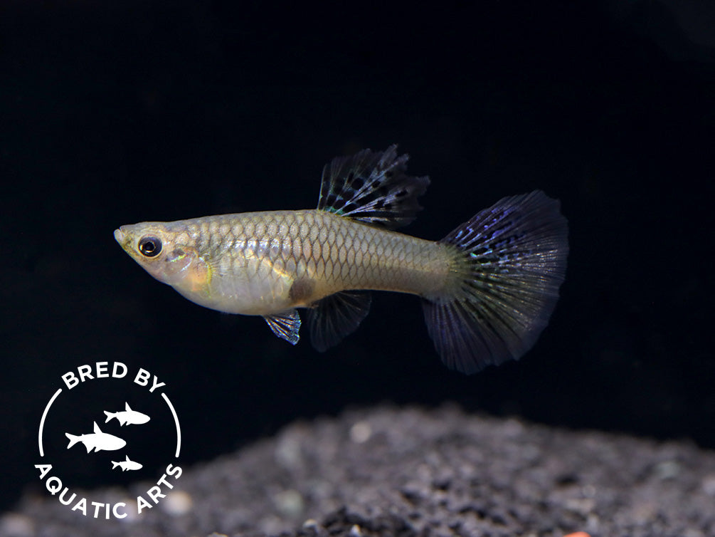 Blue Grass Guppy (Poecilia reticulata), BREDBY: Aquatic Arts