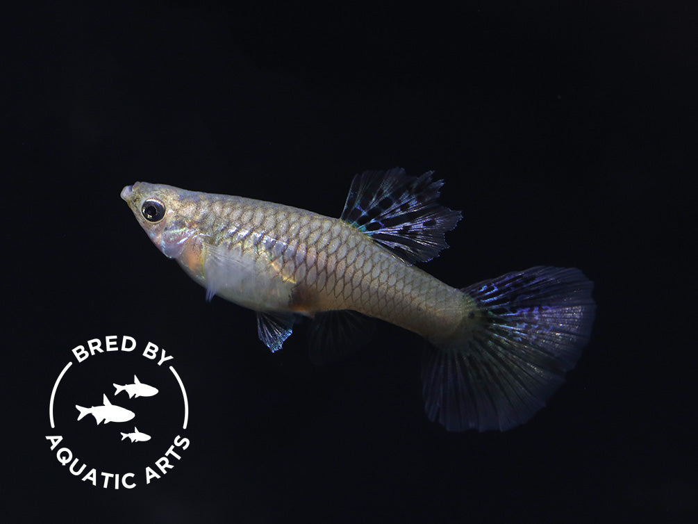 Blue Grass Guppy (Poecilia reticulata), BREDBY: Aquatic Arts