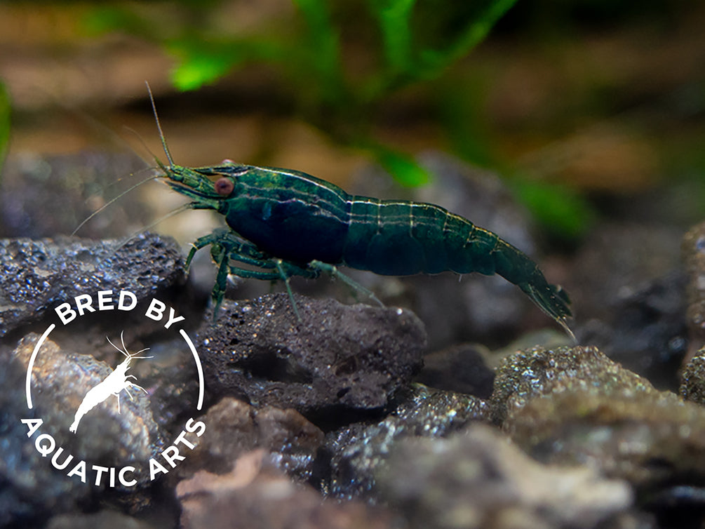 Bred By Aquatic Arts Planted Neocaridina Shrimp Combo Box (Neocaridina davidi)