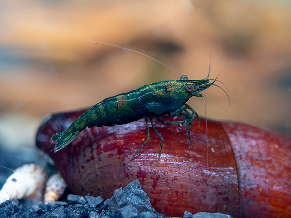 Blue Green Emerald Shrimp (Neocaridina davidi), BREDBY: Aquatic Arts