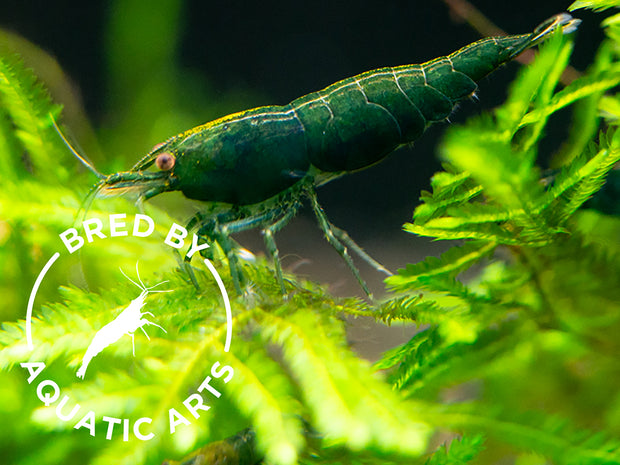 Blue Green Emerald Shrimp (Neocaridina davidi), BREDBY: Aquatic Arts