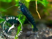 Blue Green Emerald Shrimp (Neocaridina davidi), BREDBY: Aquatic Arts
